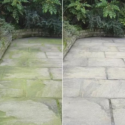 Evergreen Patio Magic! 5L